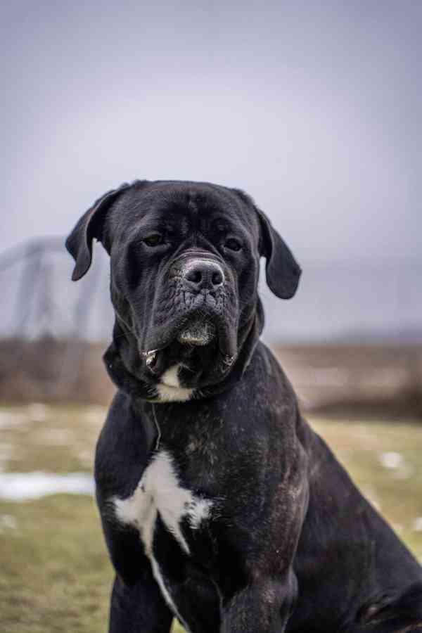 Darujeme nalezeného křížence cane corso - foto 9