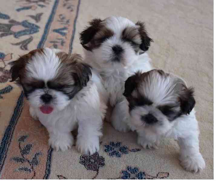 štěňátka shih tzu k adopci zdarma - foto 1