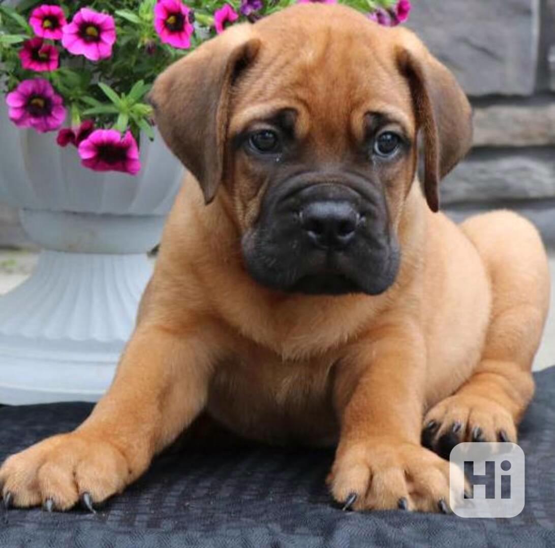 Štěňata bulmastifů jsou nyní připravena - foto 1