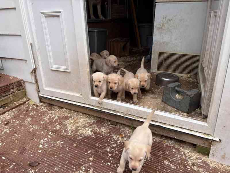 Štěňátka labradorského retrievera - foto 1