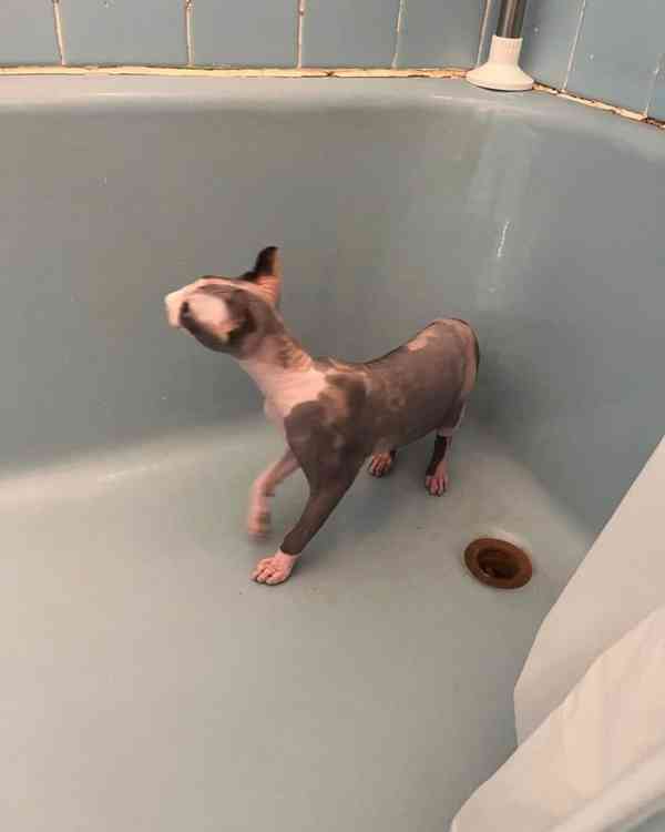 SPHYNX KITTEN - foto 1