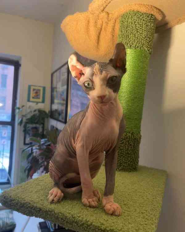 SPHYNX KITTEN - foto 2