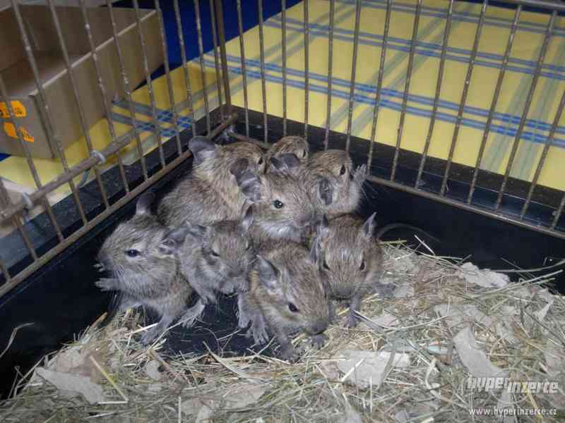 osmák degu - mládě - foto 1