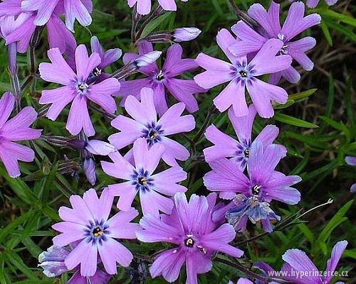 Plamenka šídlovitá (Phlox subulata) - foto 1