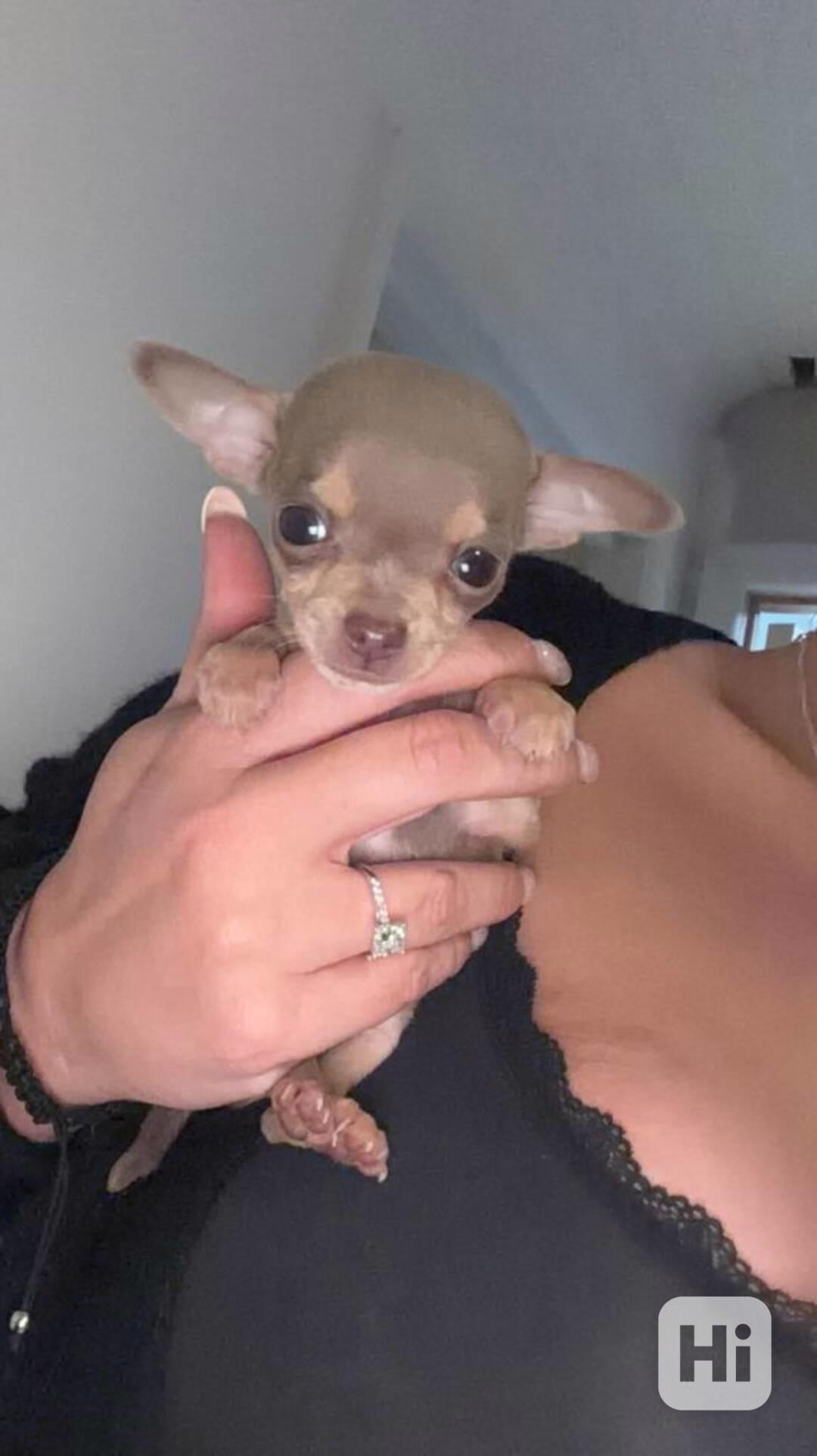 Krásná štěňátka čivavy fenky a pes - foto 1