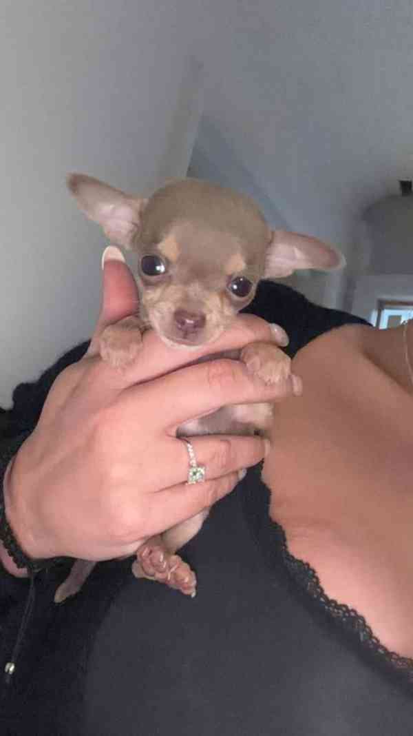 Krásná štěňátka čivavy fenky a pes - foto 1