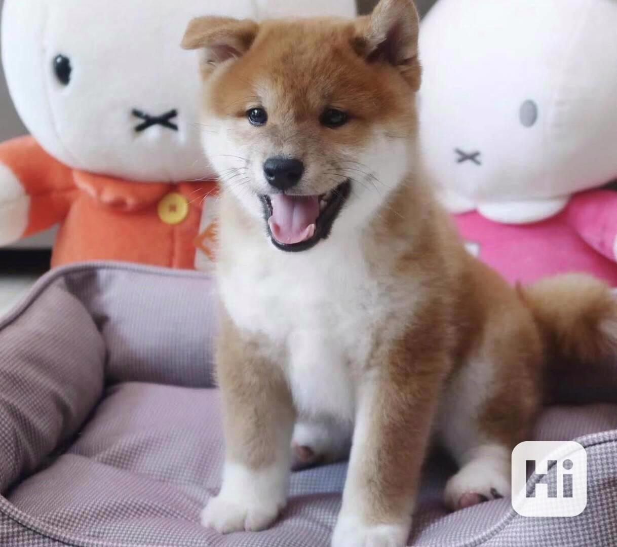 Pes a fenka štěňat shiba inu pro milovníky domácích mazlíčků - foto 1