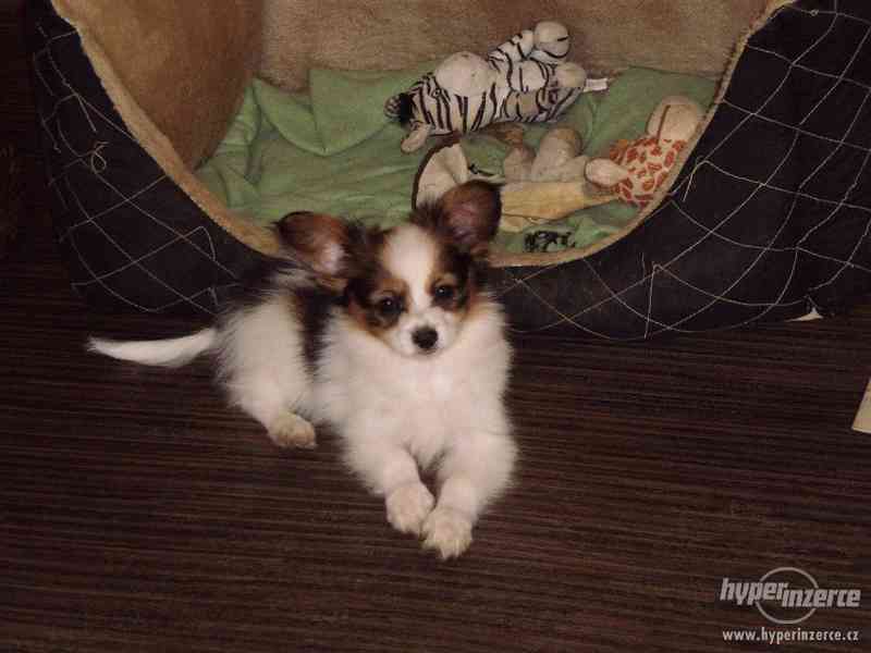 Papillon - foto 3