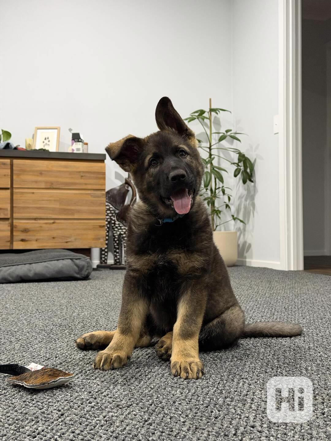 *Štěňata německého ovčáka samci a samice - foto 1