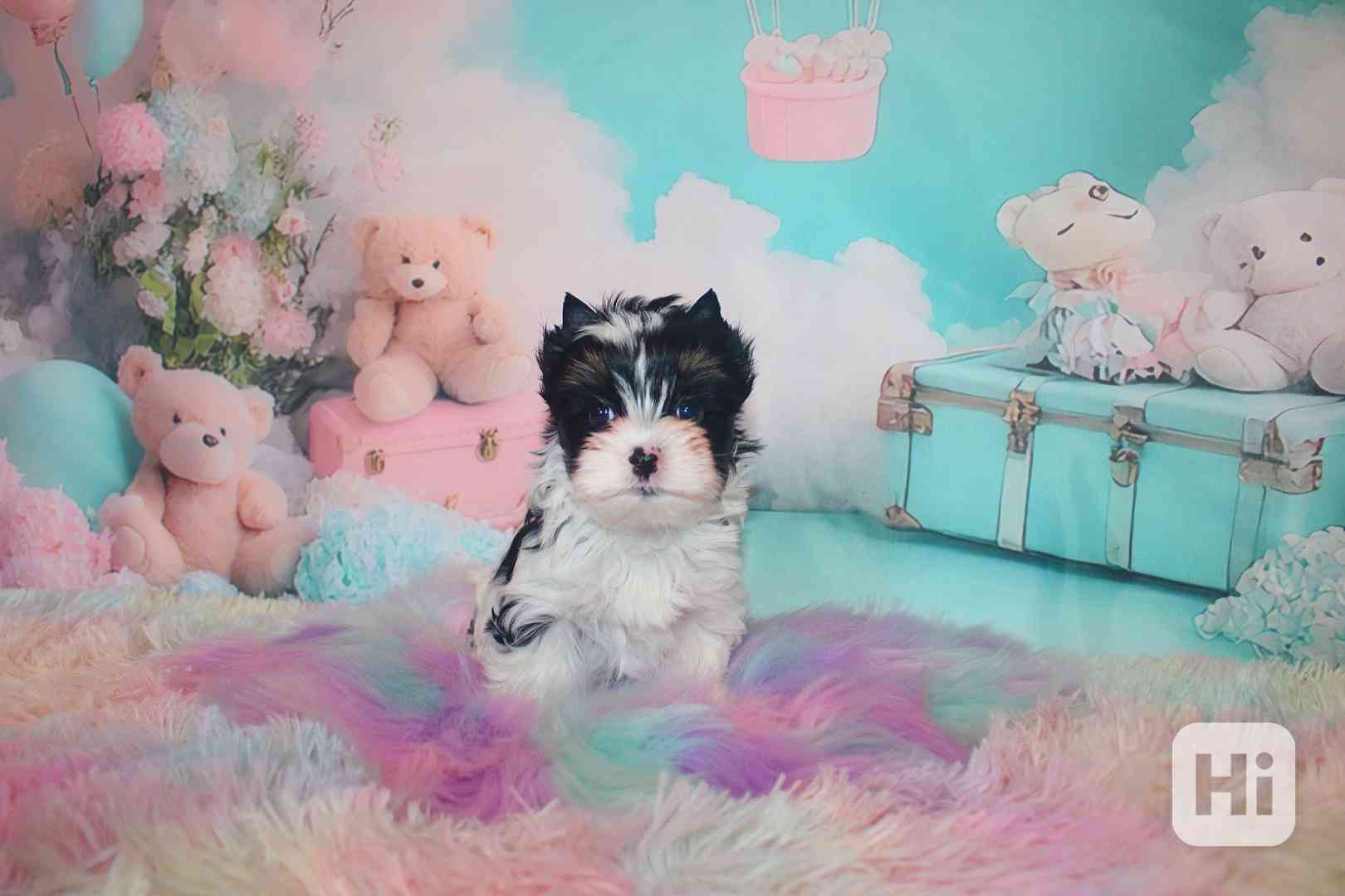 biewer terier  - foto 1