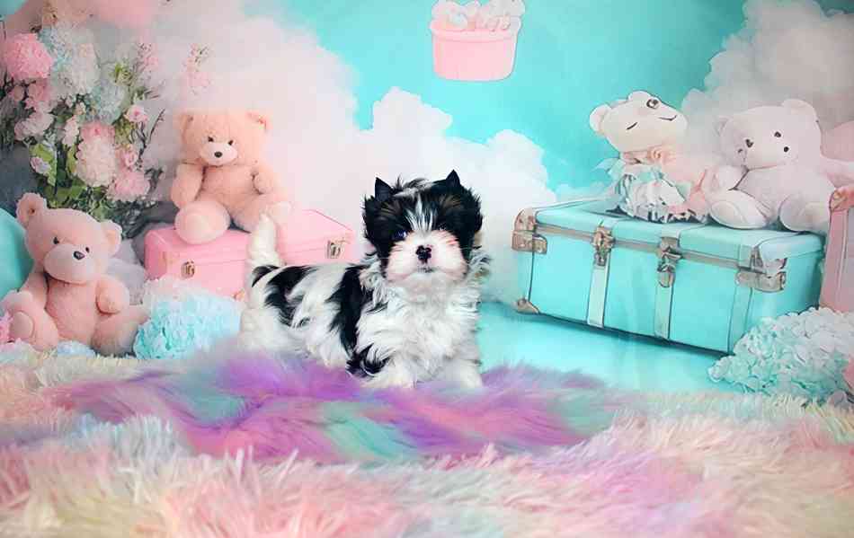 biewer terier  - foto 3