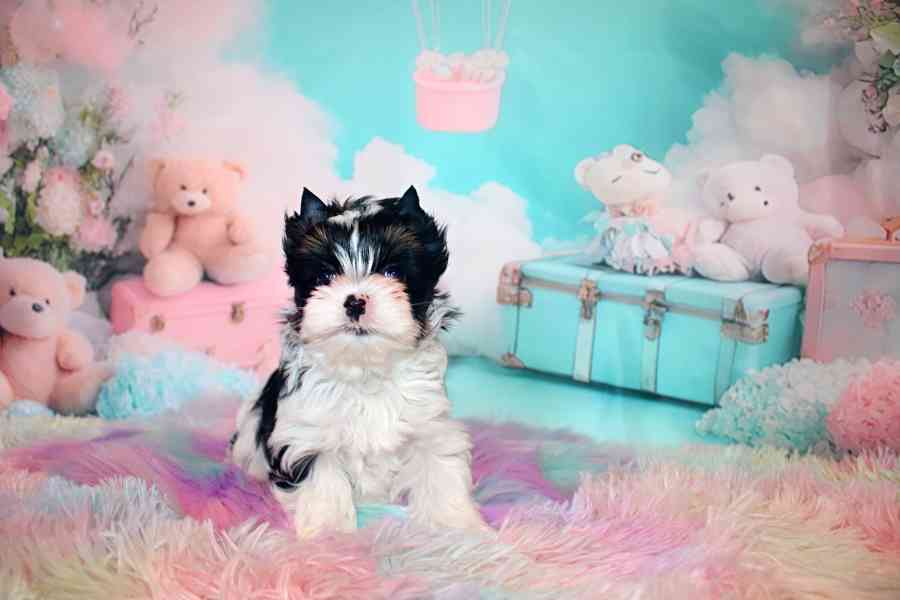 biewer terier  - foto 2