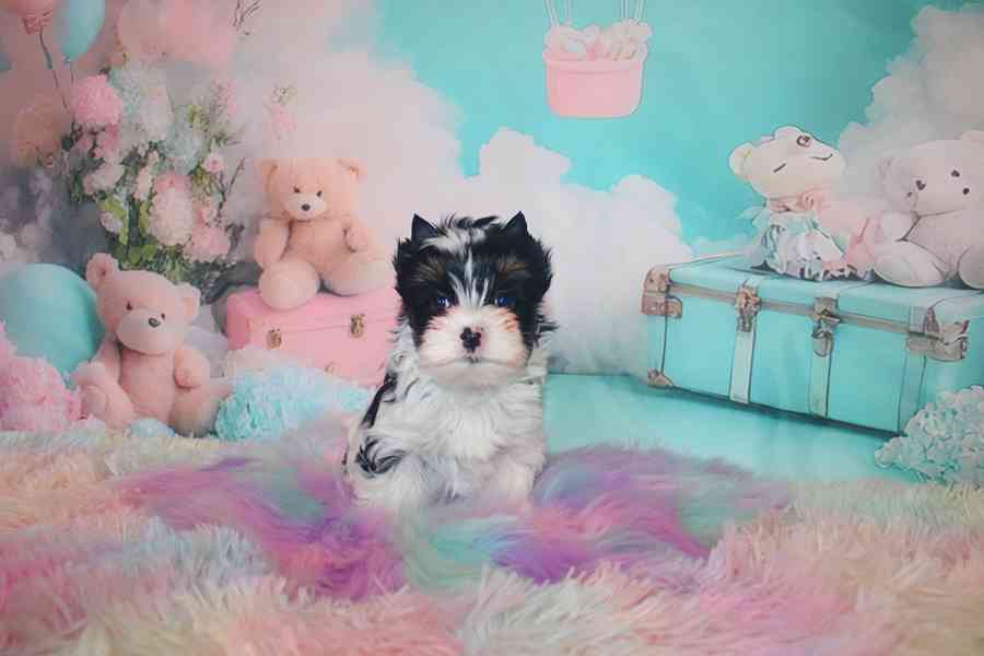 biewer terier  - foto 1