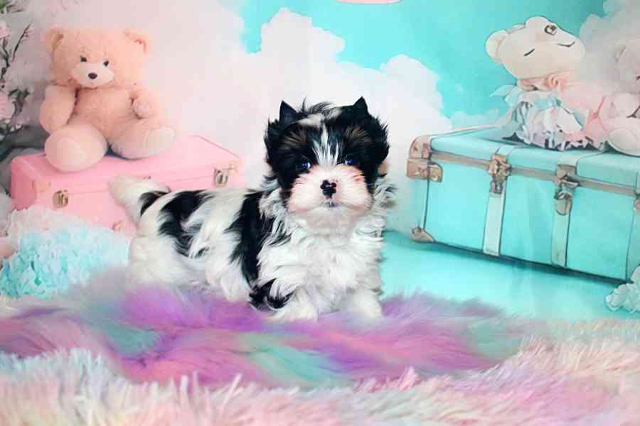 biewer terier  - foto 4