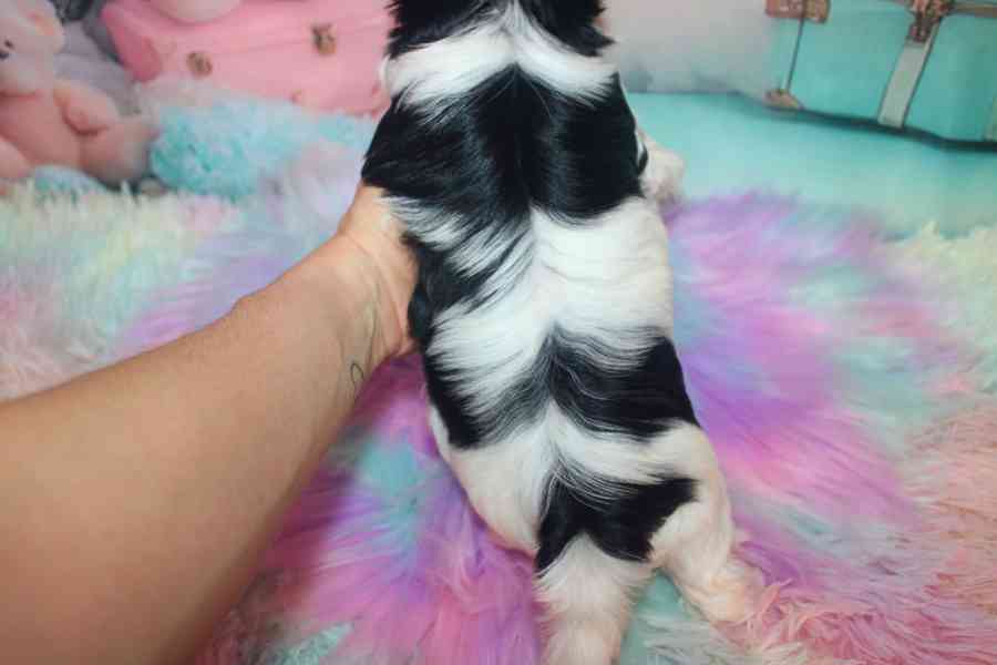 biewer terier  - foto 5