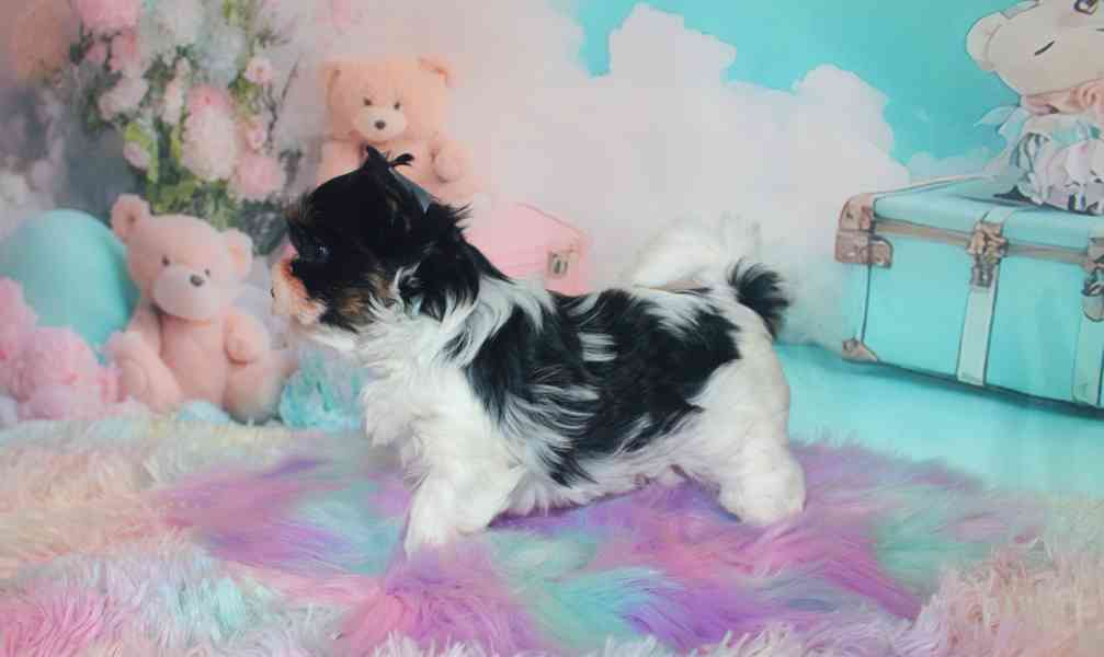 biewer terier  - foto 8