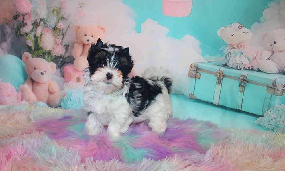 biewer terier  - foto 6