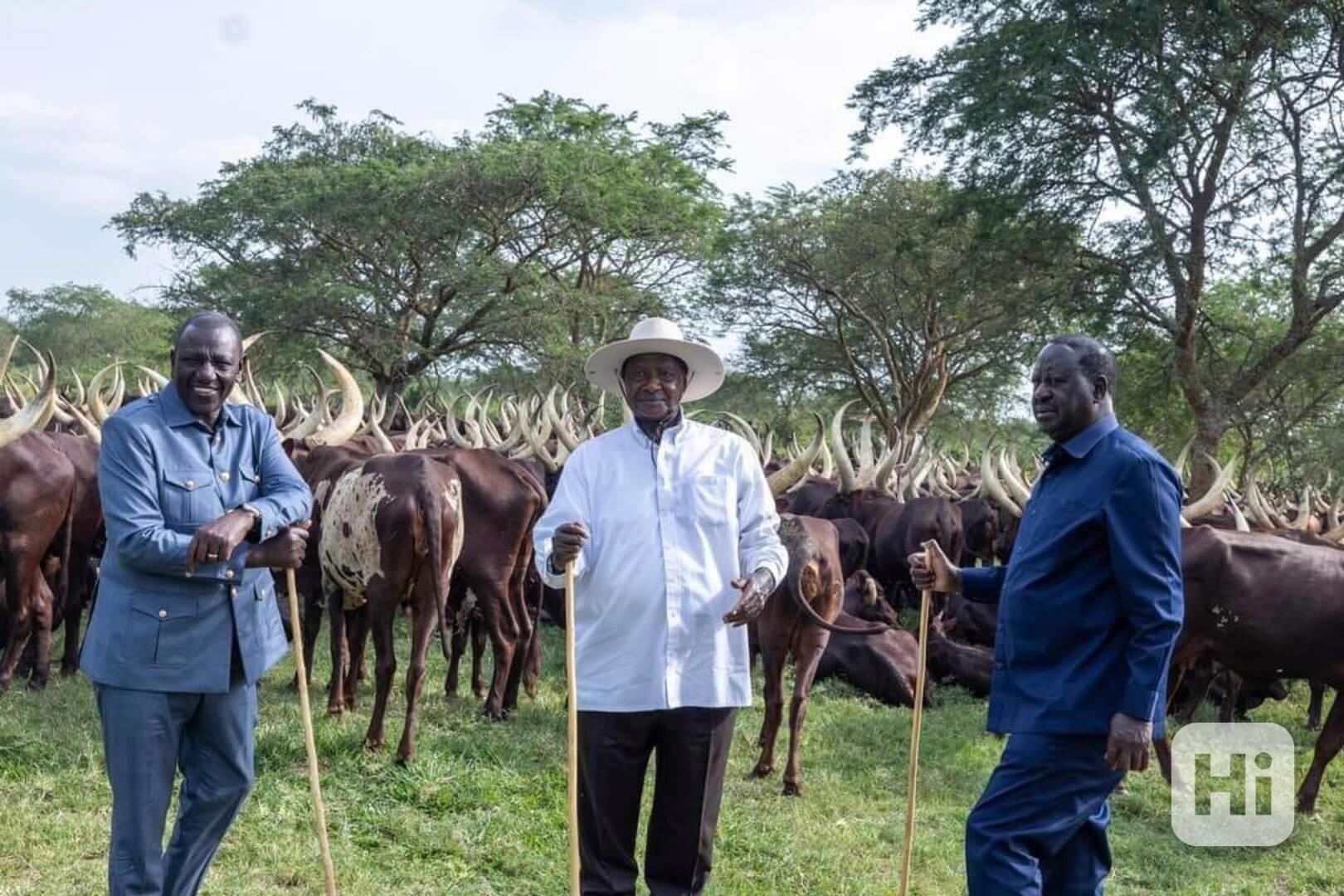 Livestock Trade | Ankole Breed For Sale | Ankole cattle  - foto 1