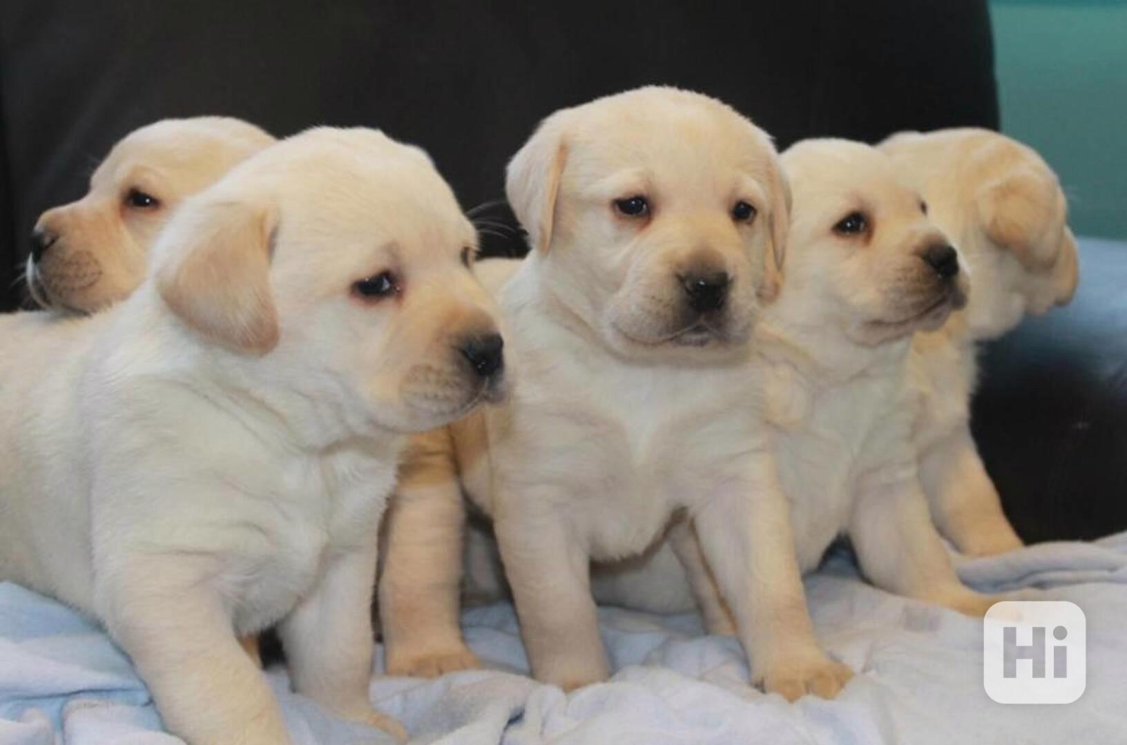 Štěně pejska Labrador  - foto 1