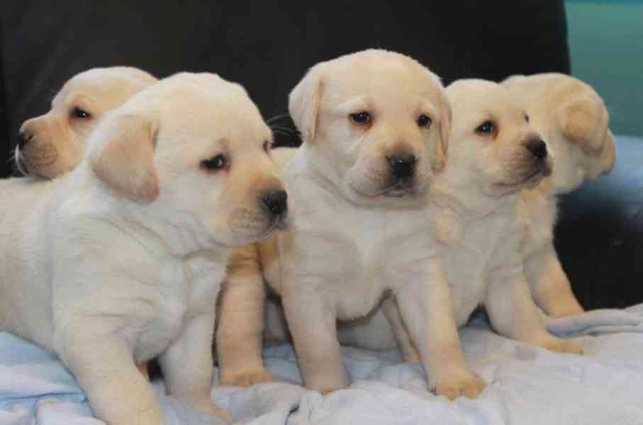 Štěně pejska Labrador 