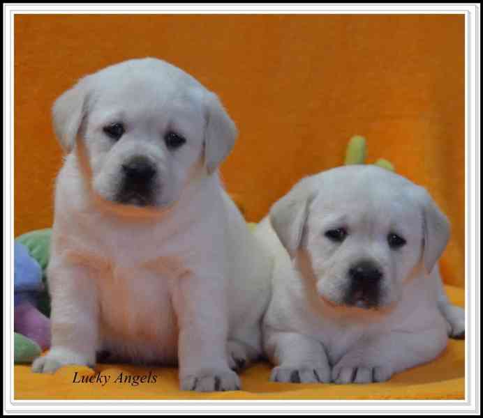 Štěně pejska Labrador  - foto 2