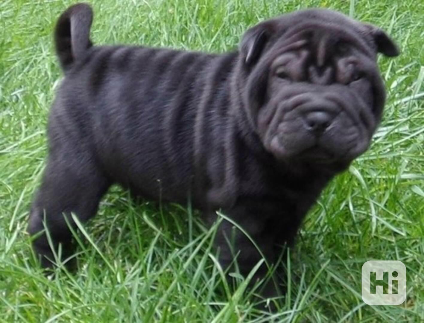 Jedno krásné štěně shar peie - foto 1