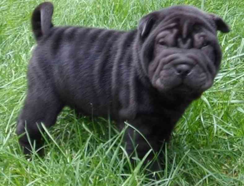 Jedno krásné štěně shar peie - foto 1