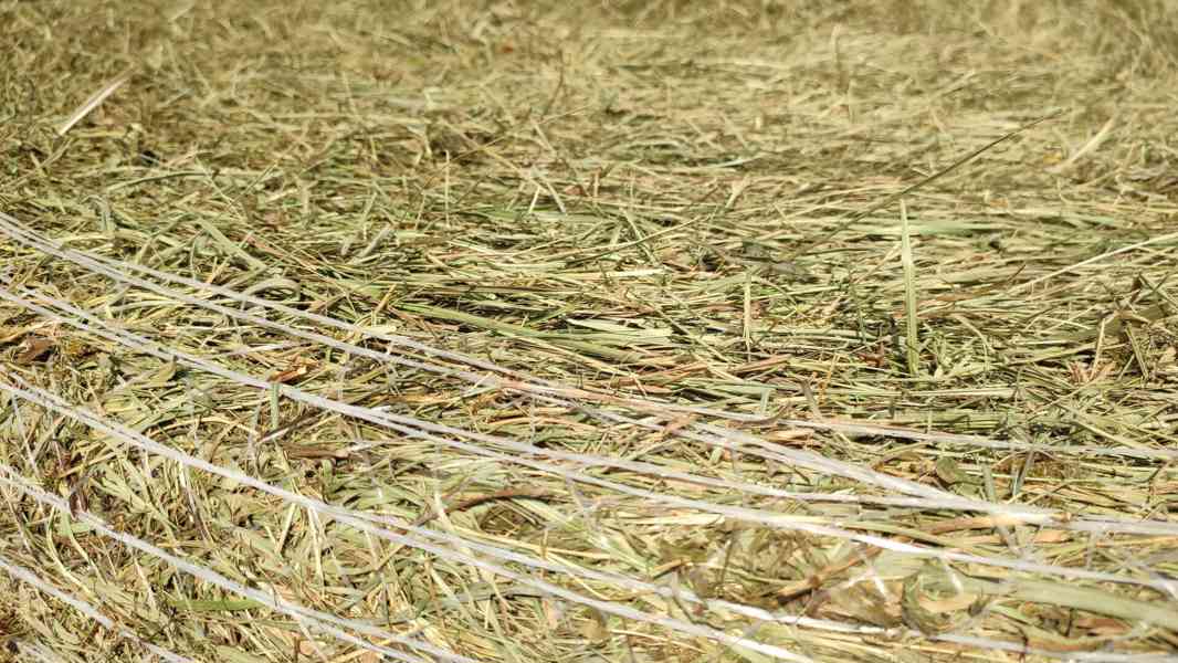 BIO SENO KVALITNÍ CERTIFIKOVANÉ SKLADOVANÉ S DOPRAVOU - foto 2