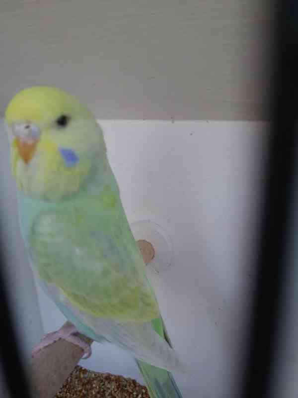 Duhové andulky  - foto 7