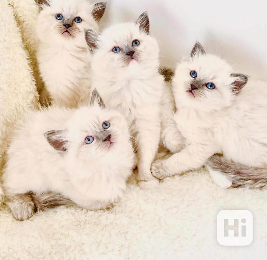 Koťátka Blue Ragdolls na prodej - foto 1