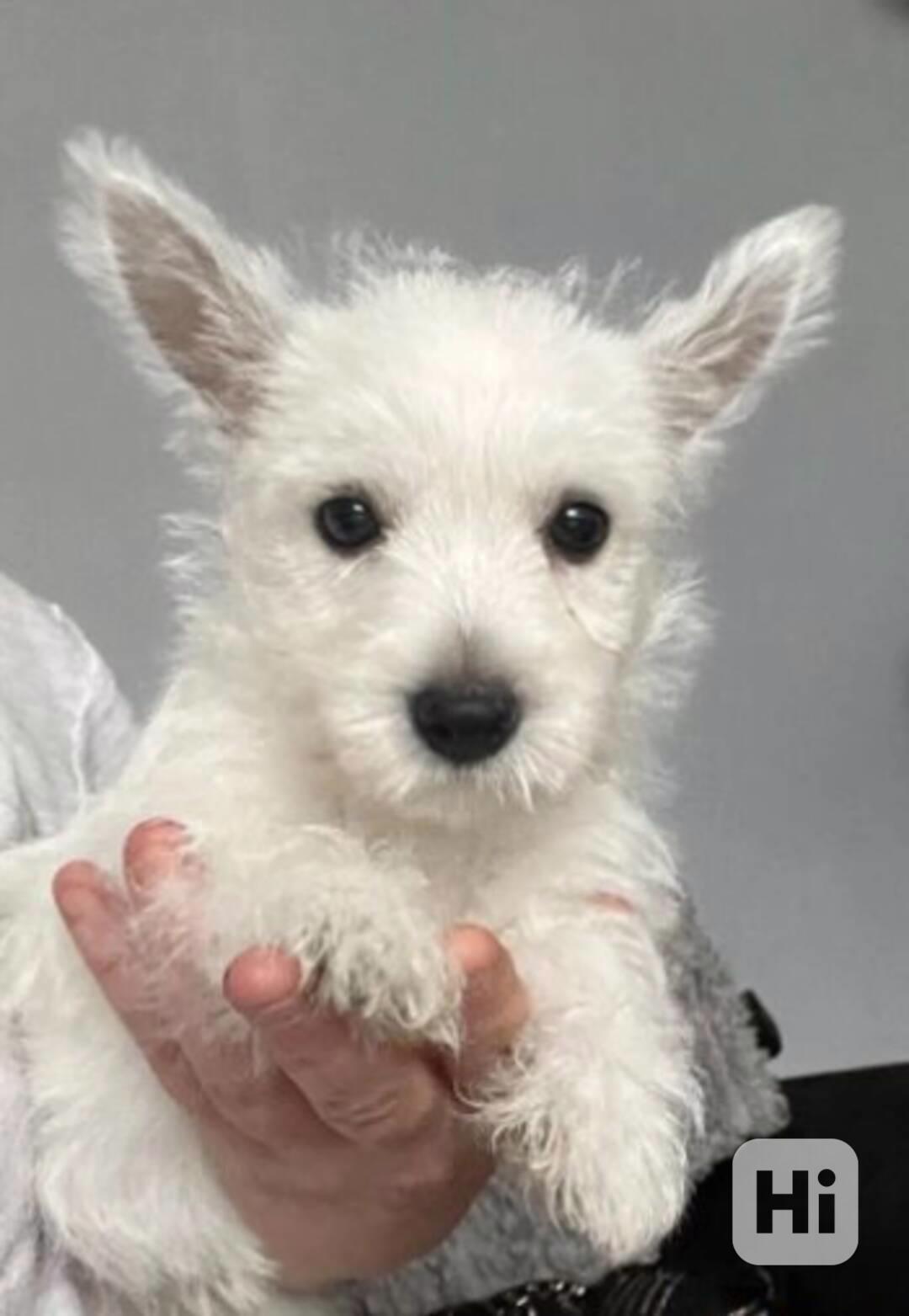 Nádherný cuccioli west highland teriér - foto 1