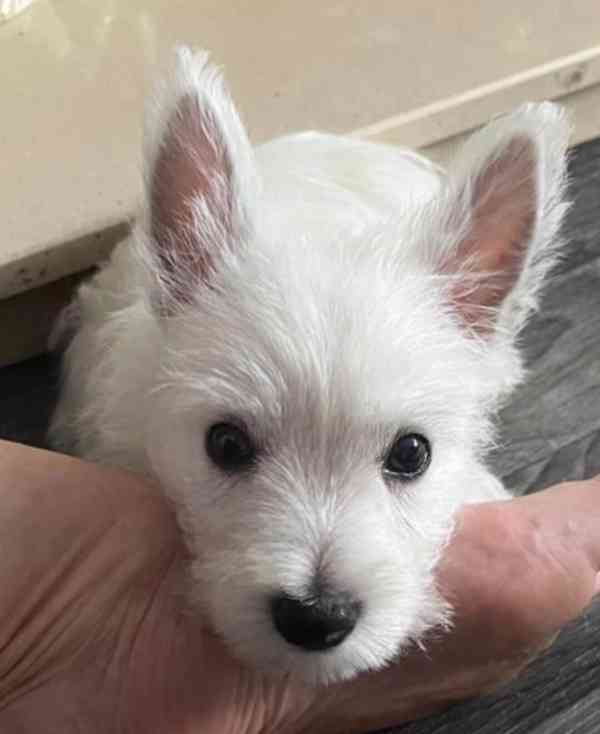 Nádherný cuccioli west highland teriér - foto 3