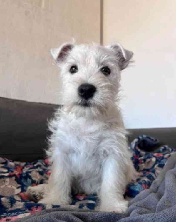 Nádherný cuccioli west highland teriér - foto 5