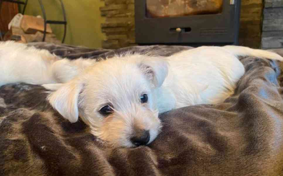 Nádherný cuccioli west highland teriér - foto 4