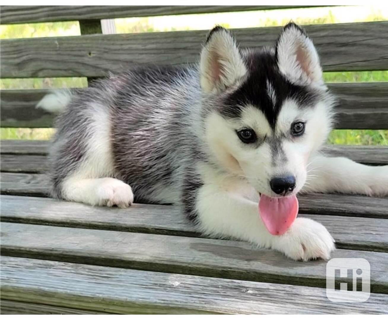 Nádherná štěňátka sibiřského huskyho - foto 1