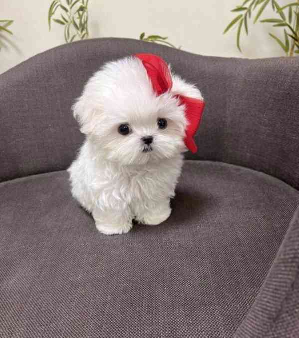  Zdravá štěňátka maltézáka a fenky k adopci zdarma   - foto 2