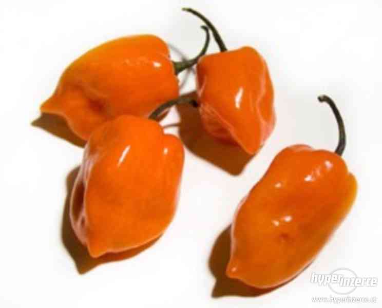 Chilli Orange Habanero - semena - foto 1