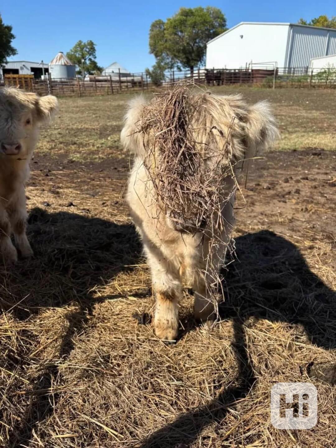 🏡 Mini skotské krávy - foto 1