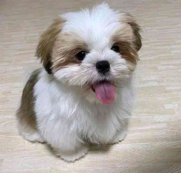 Rozkošná štěňata maltézského ovčáka k adopci - foto 2