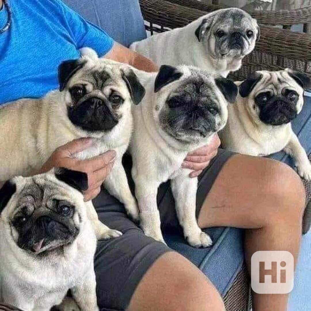 štěňata mopse k adopci - foto 1