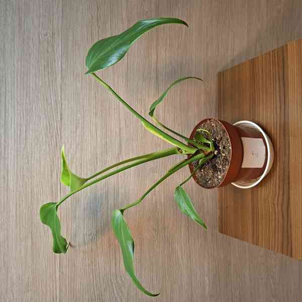 Monstera Burle Marx Flame - foto 2