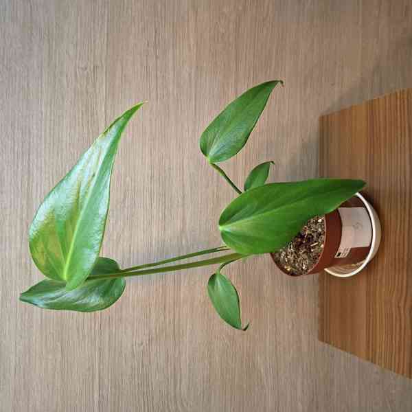 Monstera Burle Marx Flame - foto 3