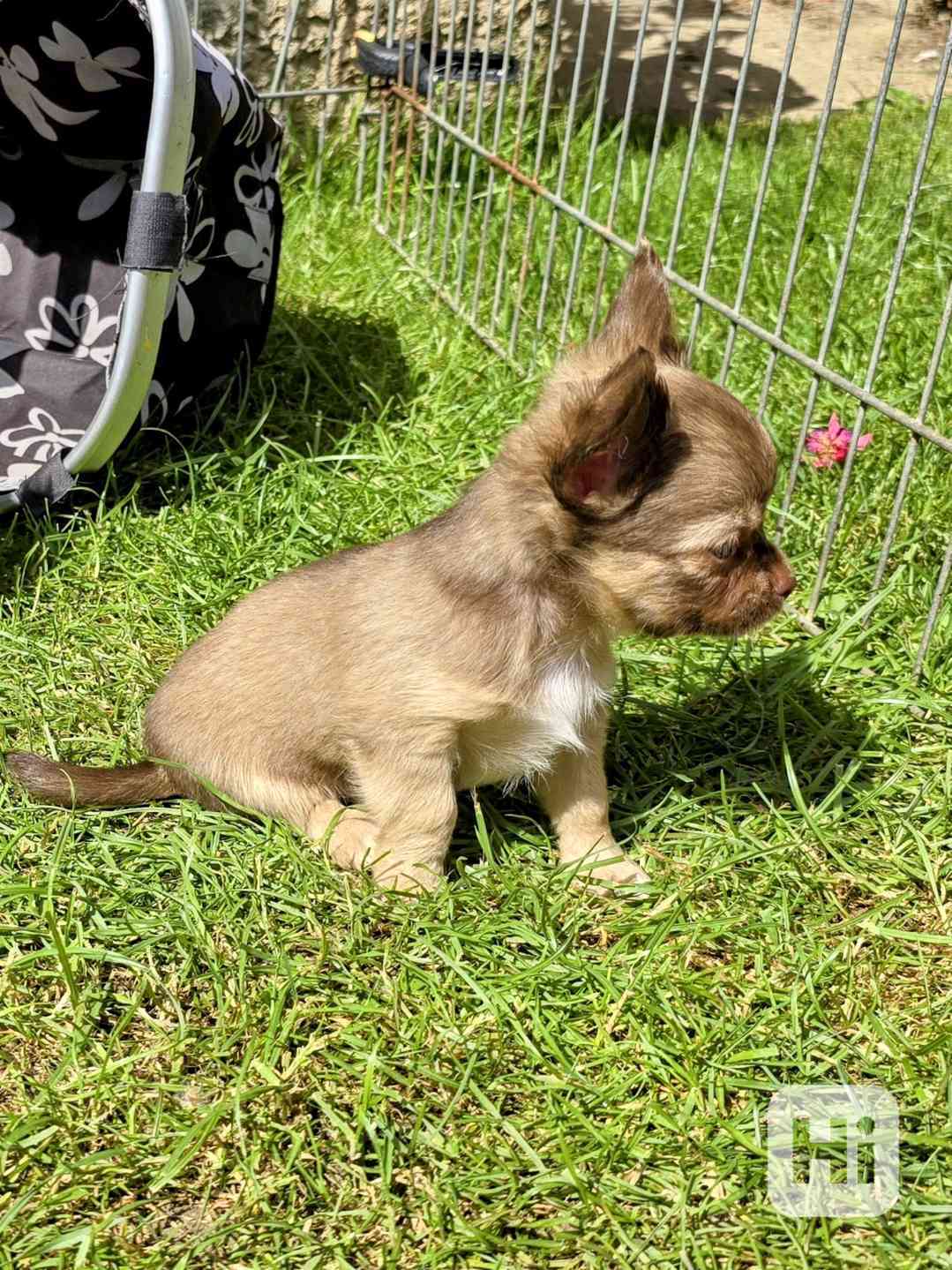 čivava dlouhosrstá s PP fenka - foto 1
