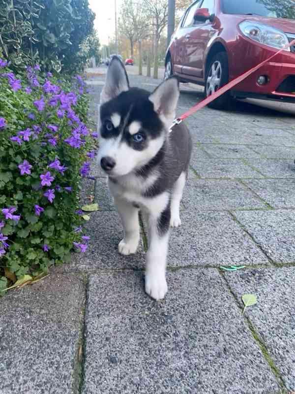 Zdarma dárek štěňata sibiřského huskyho k adopci - foto 1