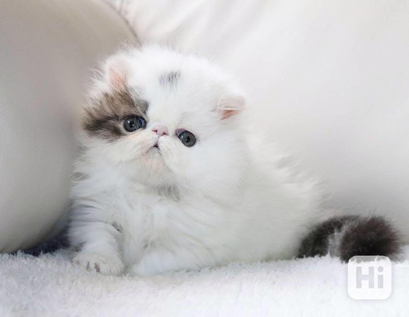 Nádherná perská koťátka k dispozici - foto 1