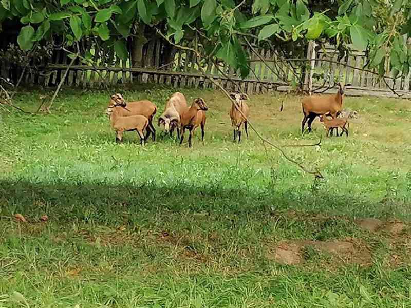 Stádo kamerunských ovcí - foto 1