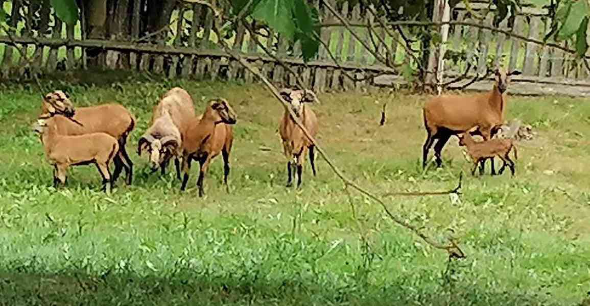Stádo kamerunských ovcí - foto 2