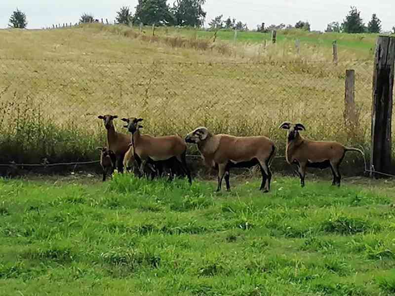 Stádo kamerunských ovcí - foto 6