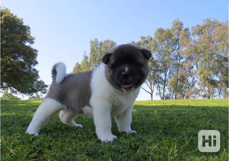 Americká akita štěňata - foto 1
