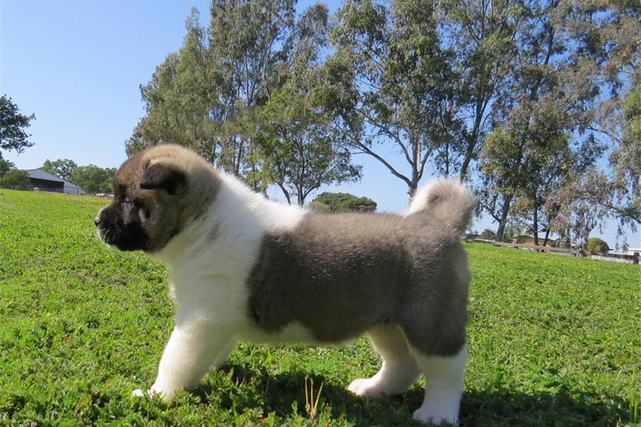 Americká akita štěňata - foto 2